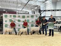 Canadian Arcott Sheep